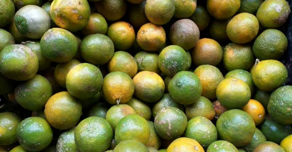El-cultivo-del-limon-mandarina-crece-en-el-pais2